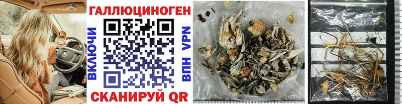 где купить   Пустошка  Галлюциногенные грибы Psilocybe 